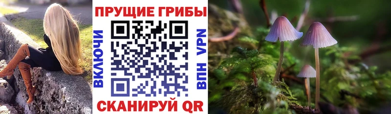 дарнет шоп Новотроицк Галлюциногенные грибы GOLDEN TEACHER